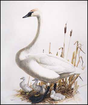 Trumpeter Swan by James Fenwick Lansdowne sold for $13,800