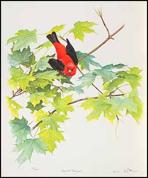 Scarlet Tanger by Martin Glen Loates vendu pour $58