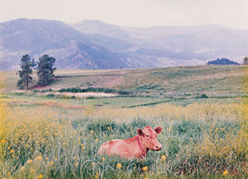 Yellow Mustard by Chris Gergley vendu pour $1,250