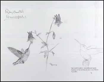 Ruby-Throated Hummingbird and Columbine by Martin Glen Loates vendu pour $518