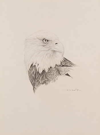 Bald Eagle by Martin Glen Loates