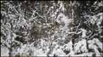 Record Gordon Appelbe Smith sale - Heffel Gallery - buy and sell art