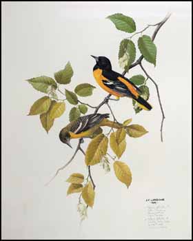 Icterus Galbula (Northern Oriole) by James Fenwick Lansdowne sold for $5,463