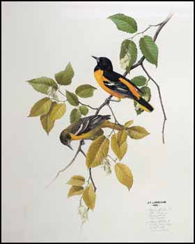 Icterus Galbula (Northern Oriole) by James Fenwick Lansdowne vendu pour $5,463