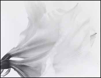 Blanche (00820/2013-1103) by Carol Marino sold for $540