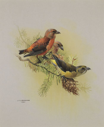 Red Crossbill by James Fenwick Lansdowne sold for $4,375