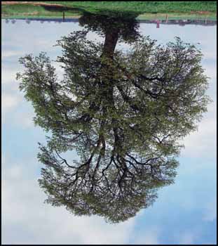 Napolean Linden, Marbais, 1992-93 by Rodney Graham vendu pour $7,605