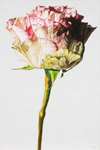 White & Pink Rose by Robert Lemay sold for $1,750