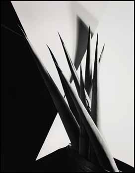 Agave Design 1 by Imogen Cunningham vendu pour $1,287