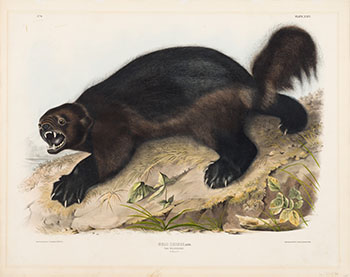 The Wolverine by After John James Audubon vendu pour $750