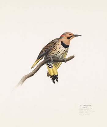 Colaptes Auratus by James Fenwick Lansdowne sold for $5,605