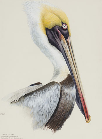 Brown Pelican by Terence Michael Shortt sold for $563