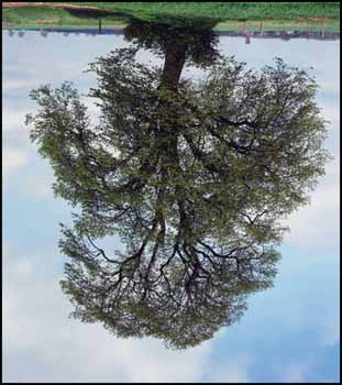 Napoleon Tree by Rodney Graham sold for $6,435