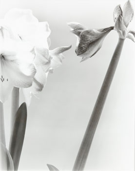 Forthright Flowers (03365/184) by Carol Marino sold for $125