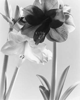 Forthright Flowers (03366/184) by Carol Marino sold for $281