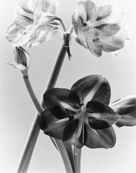 Forthright Flowers (03367/184) by Carol Marino sold for $250