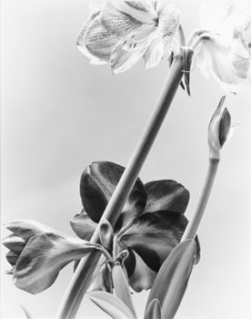 Forthright Flowers (03370/184) by Carol Marino sold for $125