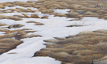 Hudsonian Godwit, South of Churchill, Manitoba by Ron Kingswood vendu pour $3,125