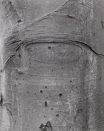 Shapes on a Tree by Jeff Wall vendu pour $5,313