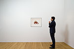 Buffalo (9)