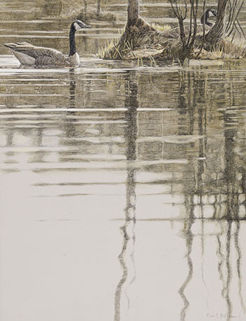 Canada Geese at the Nest by Robert Bateman