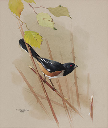 Rufous-Sided Towhee par James Fenwick Lansdowne