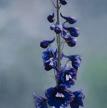 Delphinium by James Lahey