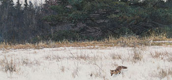 Red Fox Running par George E. McLean