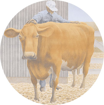Prize Cow par Alexander Colville