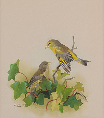 Green Finch by James Fenwick Lansdowne
