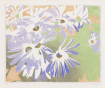 	Cineraria par Walter Joseph (W.J.) Phillips