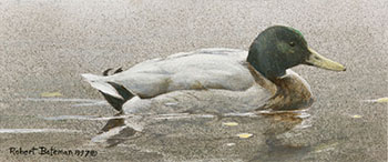 Mallard Duck par Robert Bateman