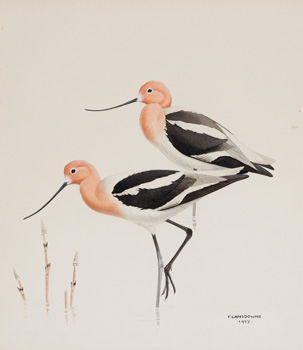 Untitled (Pair of Birds) by James Fenwick Lansdowne