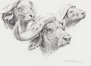 Buffalo Studies by Robert Bateman