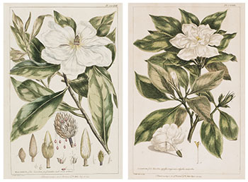 Pair of Botanical Engravings, Magnolia / Jasminum par Philip Miller