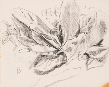 Skunk Cabbage, B.C. by Arthur Lismer