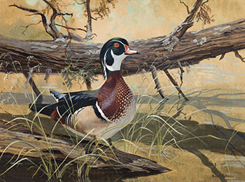 Wood Duck by Robert Bateman