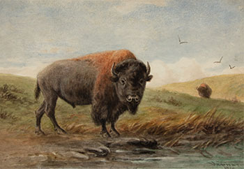 Buffalo Bull by Frederick Arthur Verner