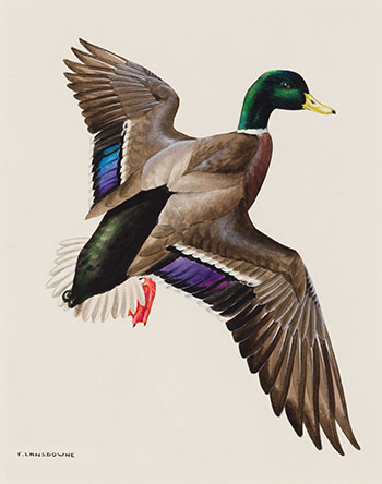 Mallard Duck by James Fenwick Lansdowne