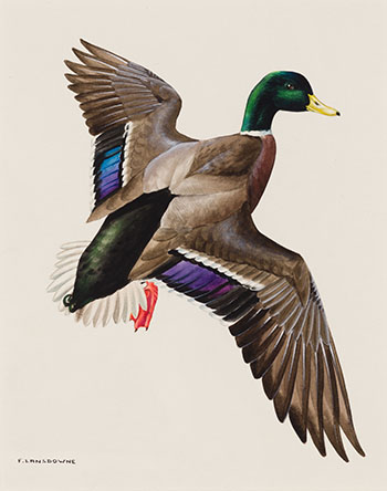 Mallard Duck par James Fenwick Lansdowne