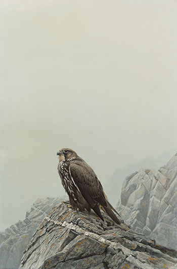 Gyrfalcon - Dark Phase by Robert Bateman