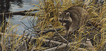 Mischief on the Prowl - Raccoon by Robert Bateman