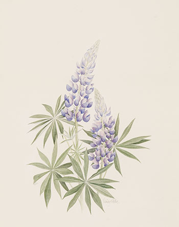 Blue Lupin par Wendy Gibbs