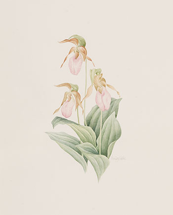 Lady Slipper par Wendy Gibbs