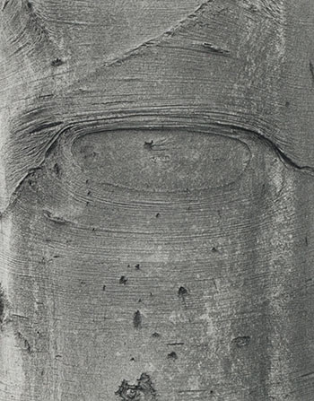 Shapes on a Tree by Jeff Wall