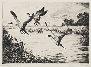 Disturbed Pintails par Hans Kleiber