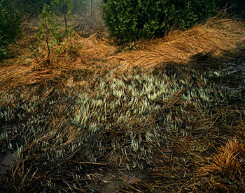 Grasses, Bruce Peninsula by Edward Burtynsky