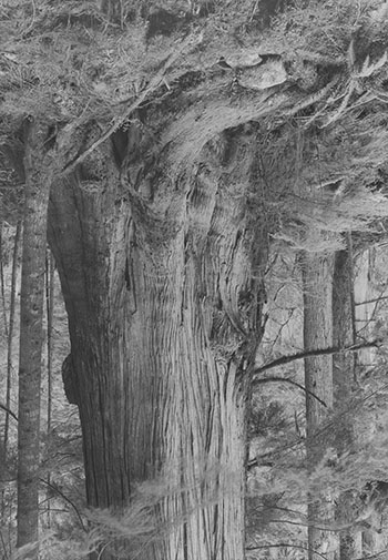 Old Growth Cedar #1 (Seymour Reservoir) par Rodney Graham