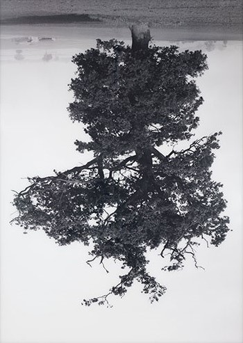 Oxfordshire Oak, Swalcliffe by Rodney Graham