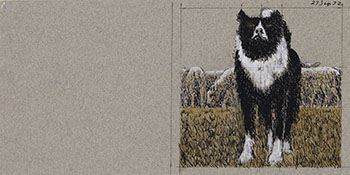 Study for Border Collie (AC00291) by Alexander Colville
